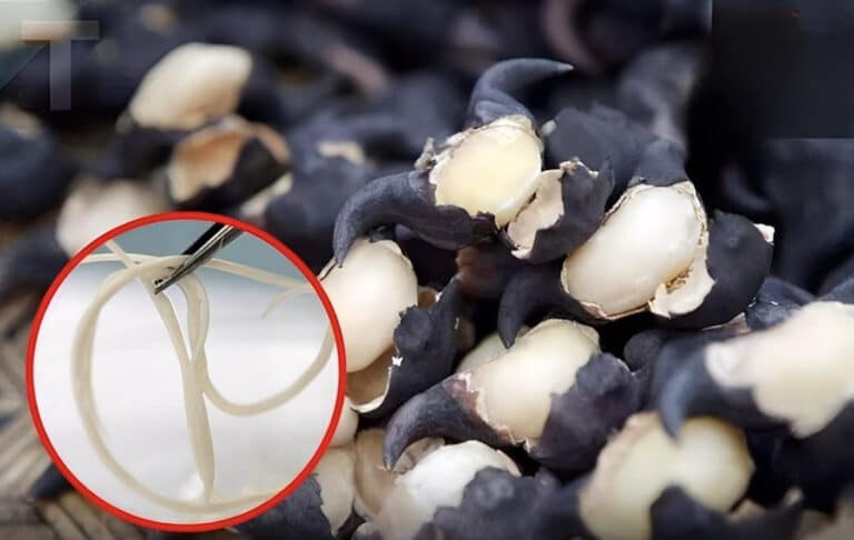 5 λαχανικά που δεν πρέπει ποτέ να τρώτε ωμά — μπορεί να κρύβουν φωλιές σκουληκιών που μετατρέπονται σε παράσιτα στο στομάχι σας