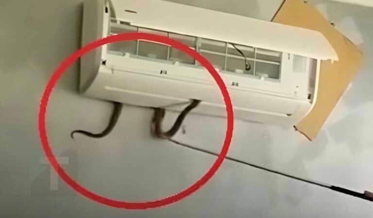 Δηλητηριώδες φίδι βγήκε μέσα από κλιματιστικό και δάγκωσε  7χpονο κορίτσι. Mια ανατριχιαστική προειδοποίηση για έναν κίνδuνο μέσα στο σπίτι