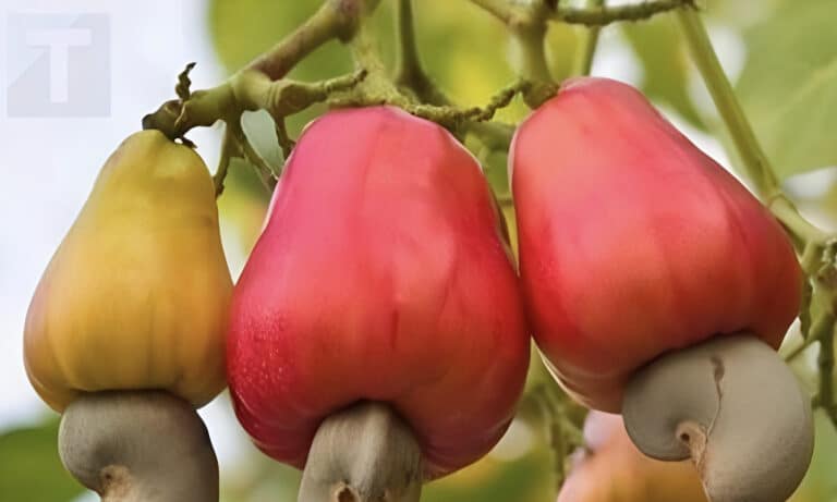 Το 99% των ανθρώπων δεν ξέρει τι φρούτο είναι αυτό