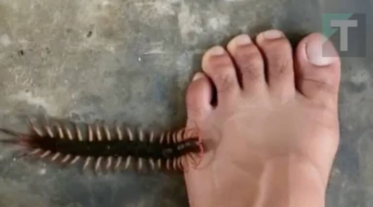 Λόγοι που δεν πρέπει να σκοτw.νετε τις σαρανταποδαρούσες