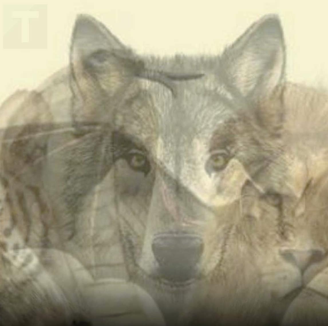 stigmiotypo othonis 2025 11 03 02.33.29