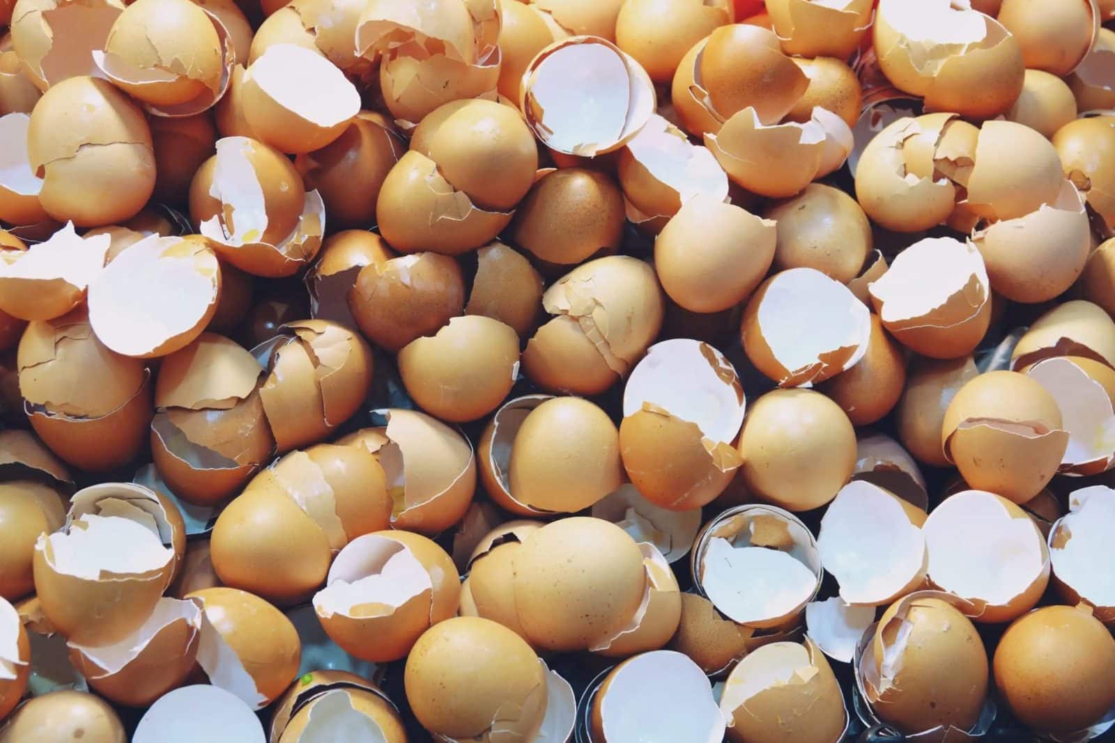 ways to use eggshells 1600x1067 1