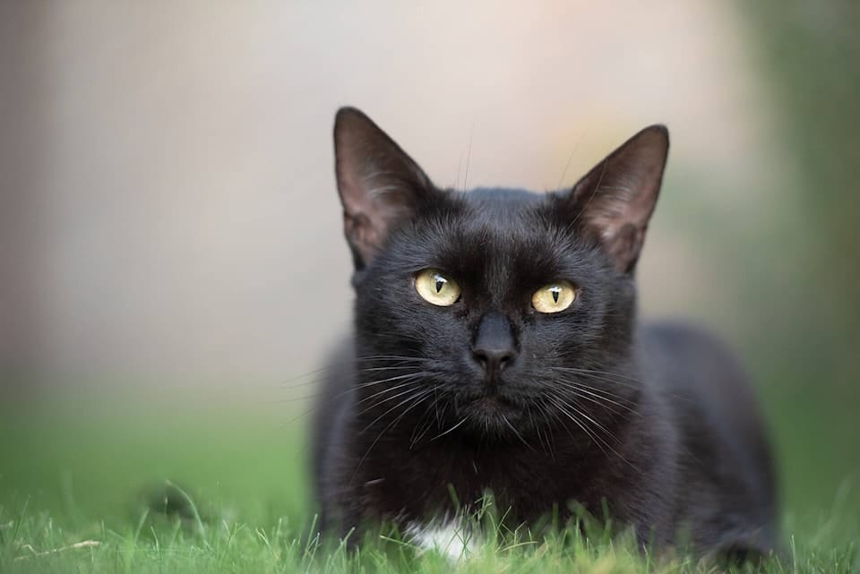 web1 black cat 3739702 1920 1