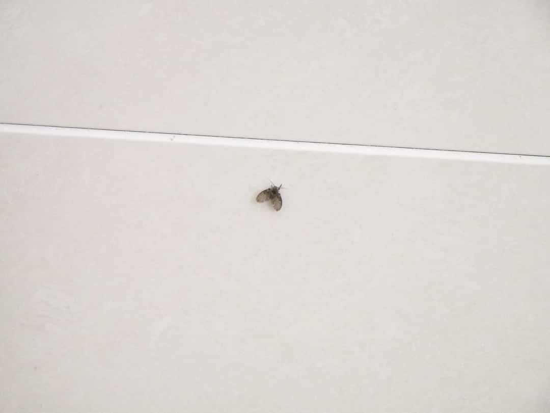 what are these bugs that have su