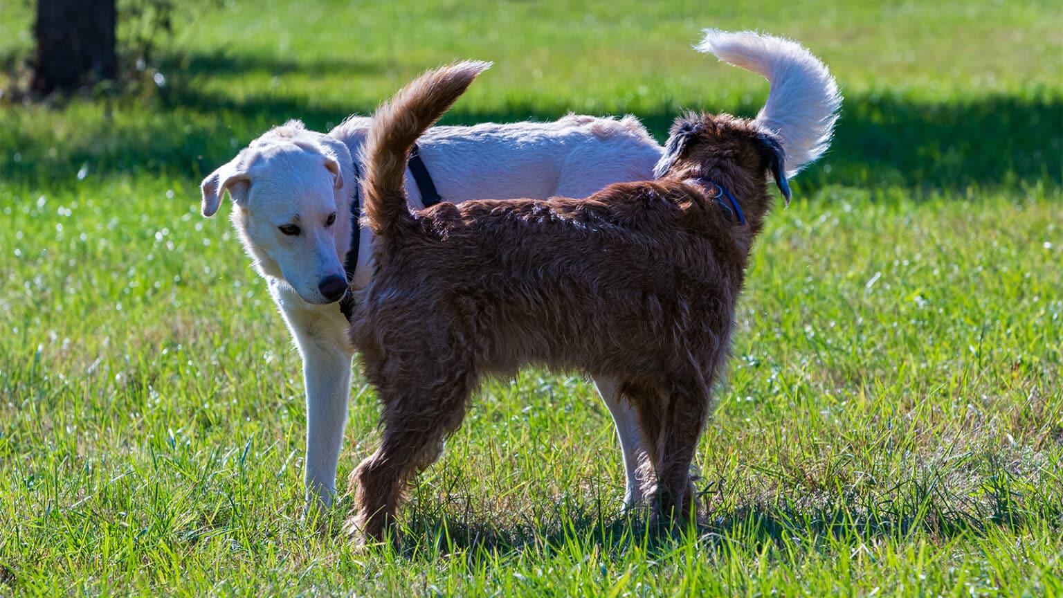 220413104844 dognose 1536x864 1