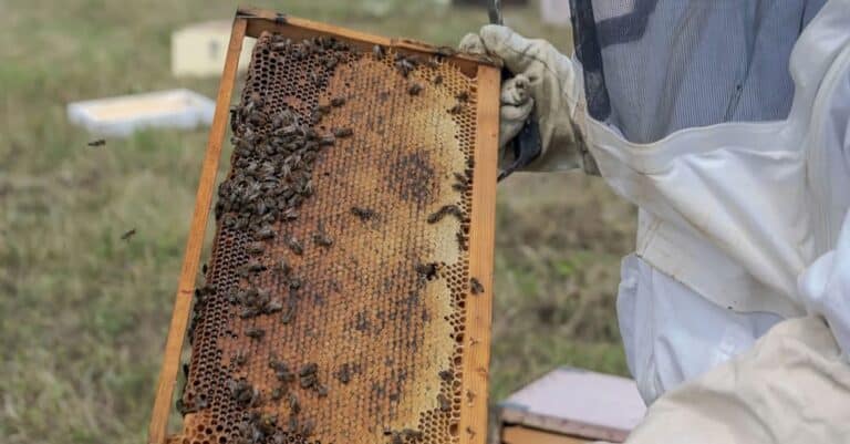 ΟΠΕΚΕΠΕ: Ο «μελισσοκόμος» βουλευτής της ΝΔ από την Εύβοια