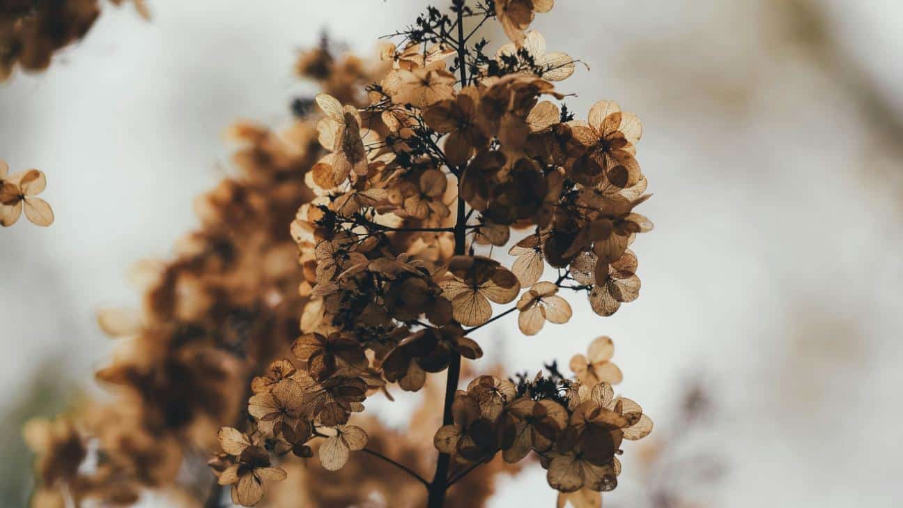 autumn