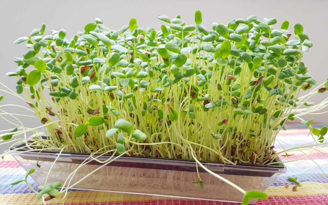 broccoli sprouts 1080x675 1