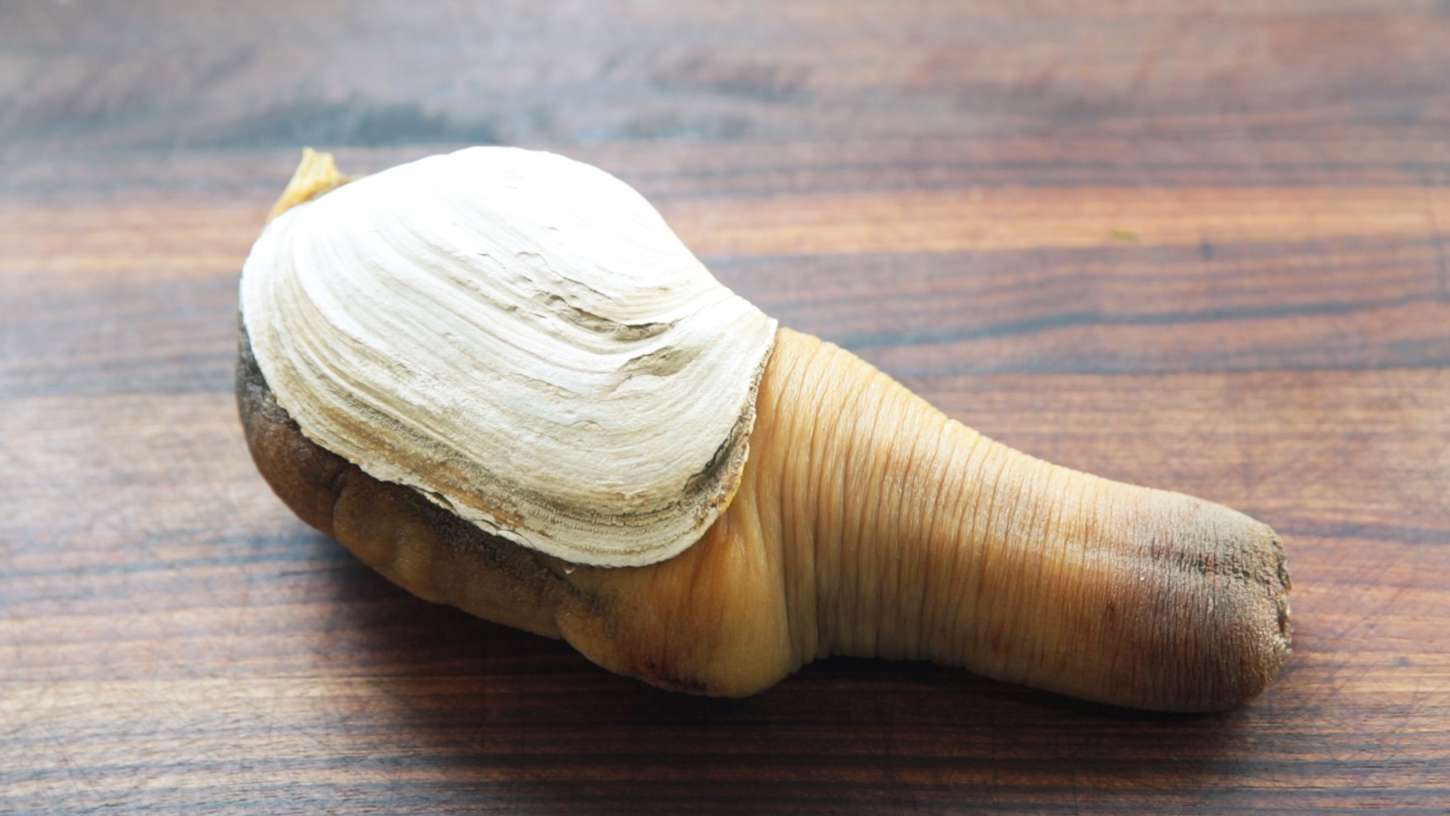 cleaning geoduck youtube thumbnail