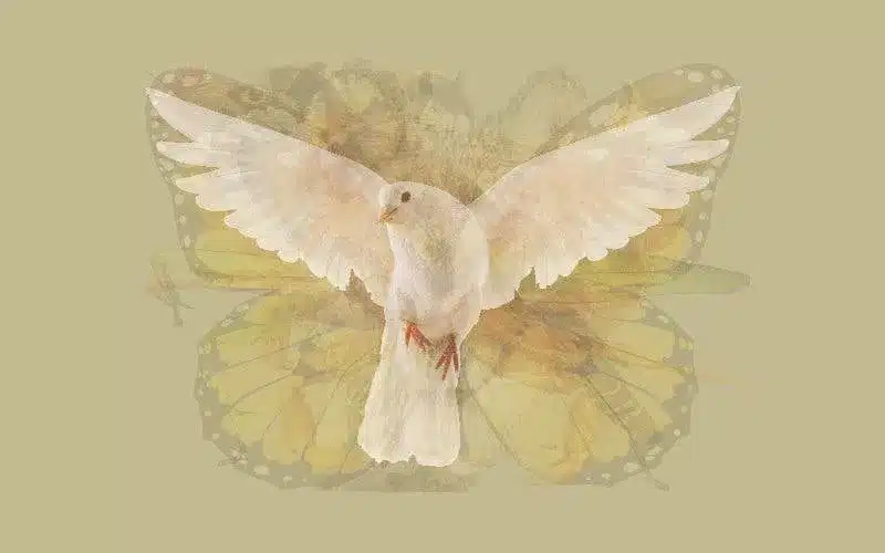 colombe 1