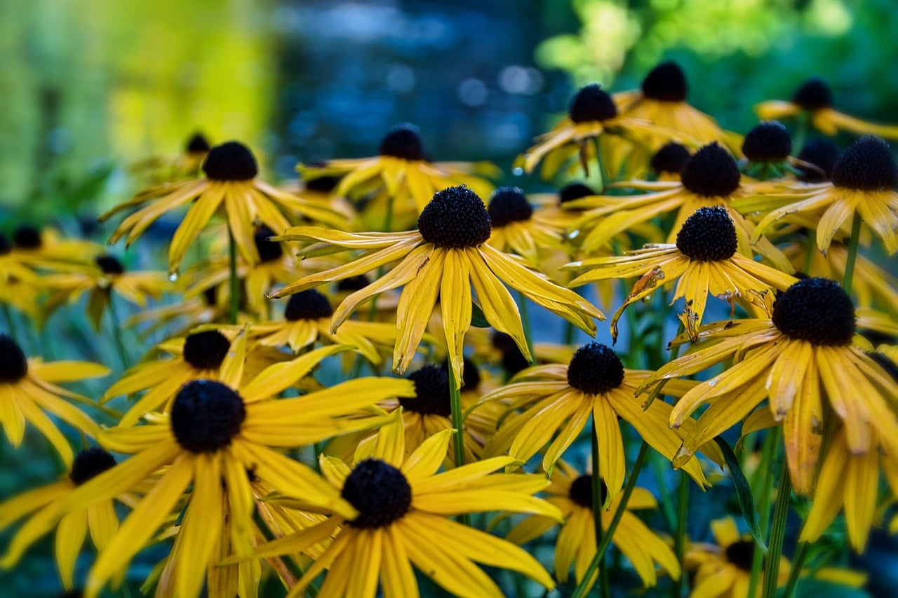 coneflowers 8256349 1280