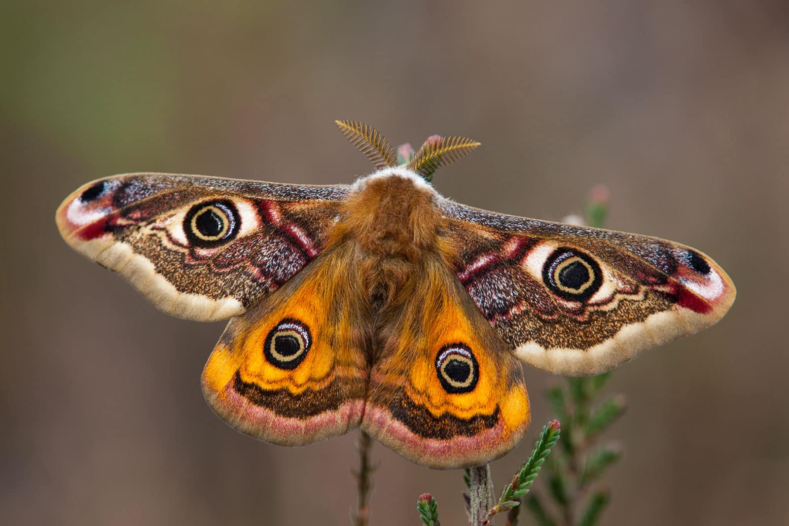 how to photograph moths