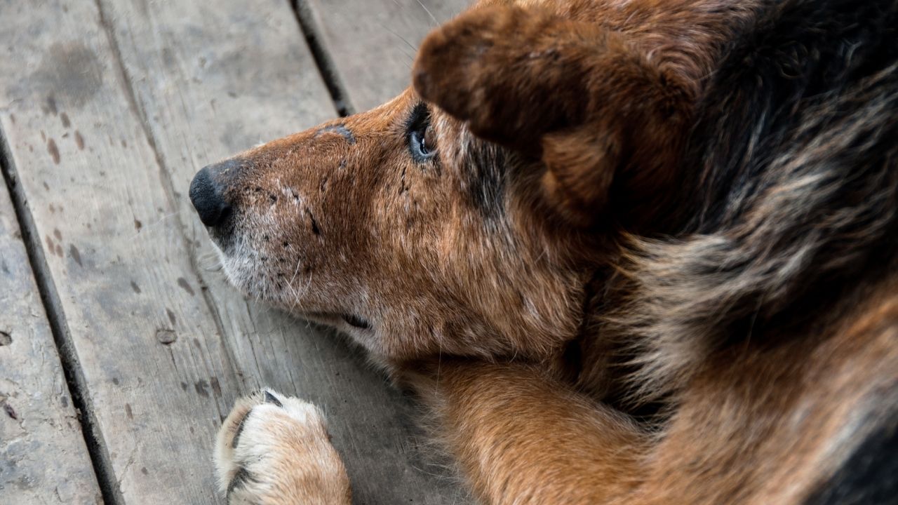 is my dog dying