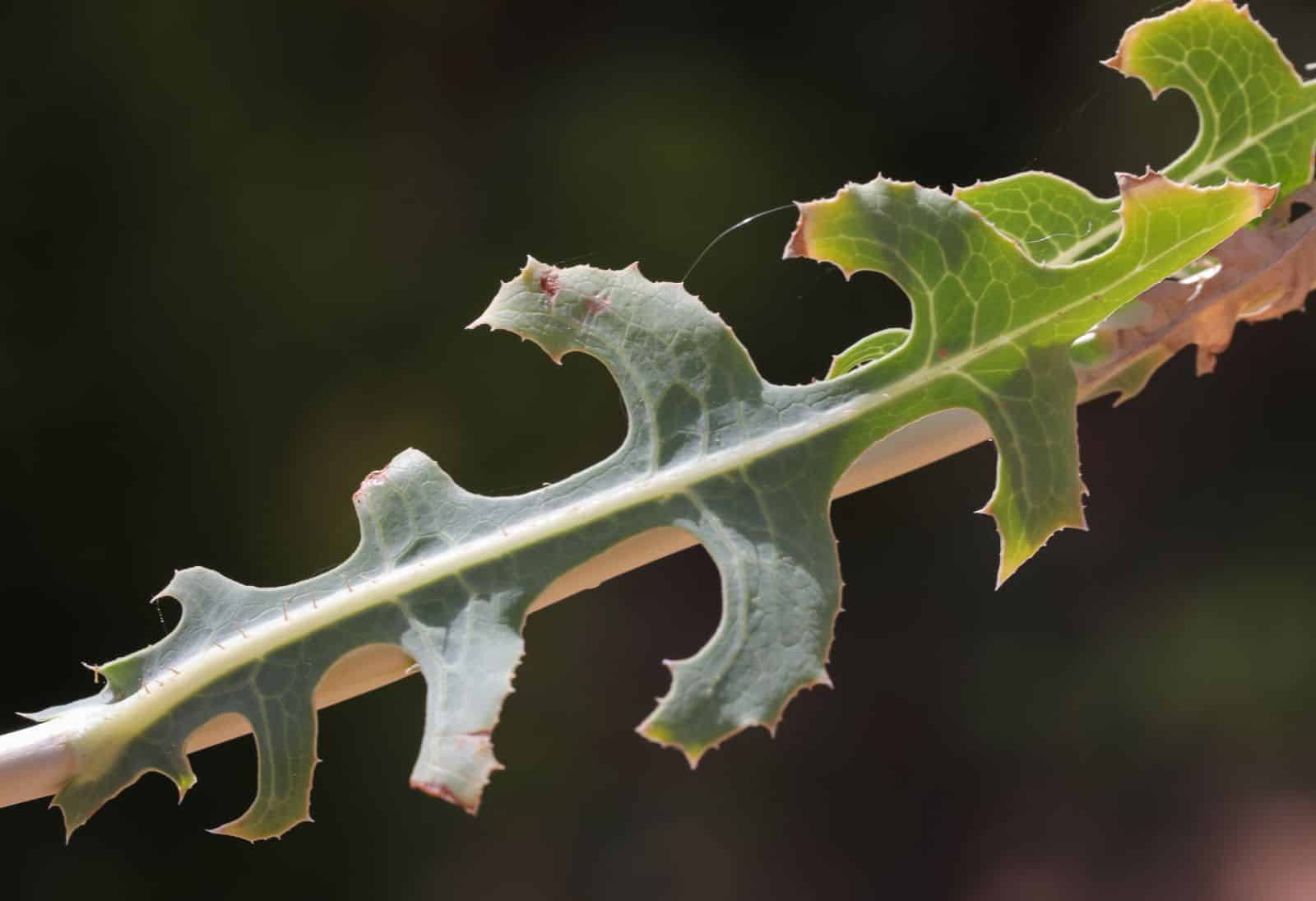 lactuca serriola photo3