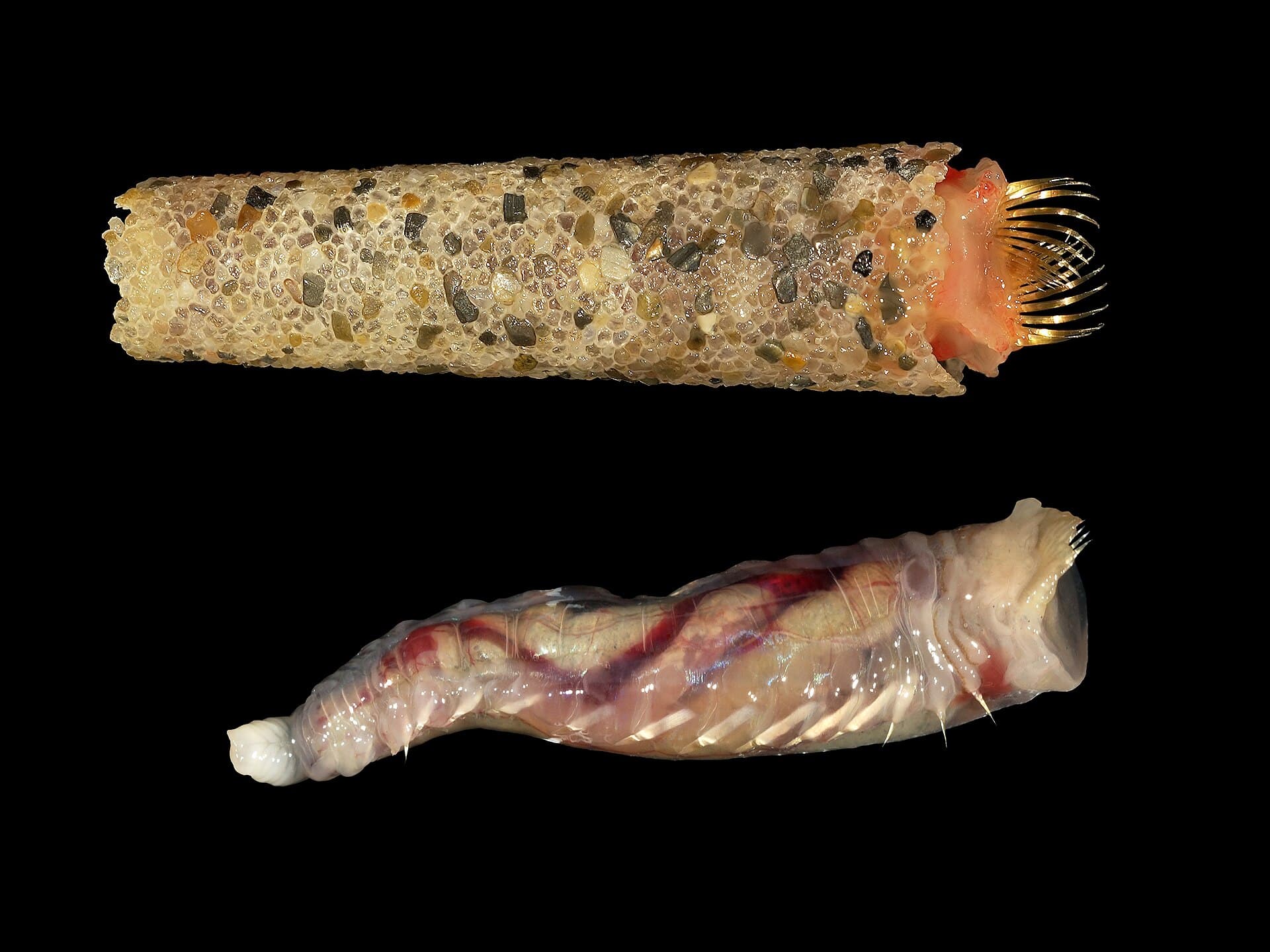 lagis koreni with and without tube