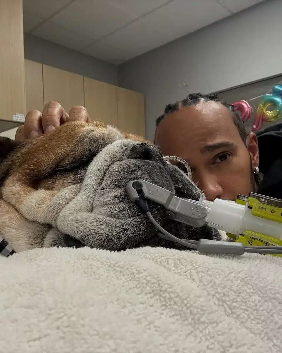 lewis hamilton agkalia skilos.jpg