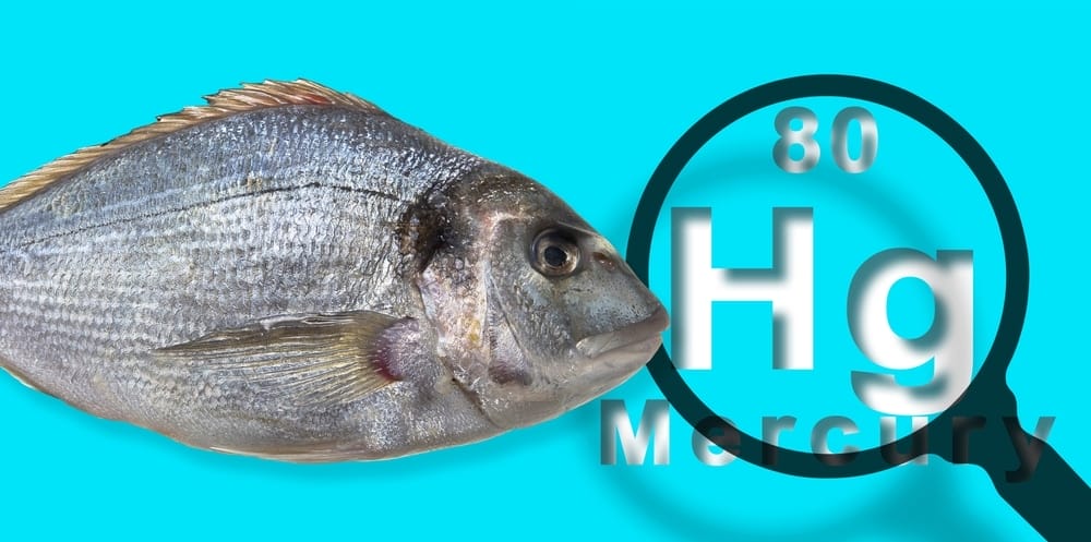 mercury in fish