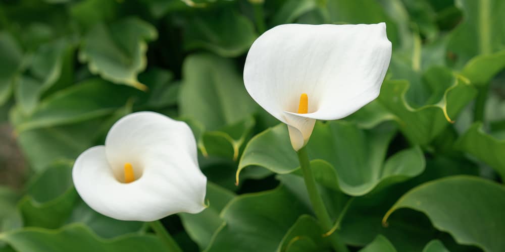 mistikakipou calla krinos frontida