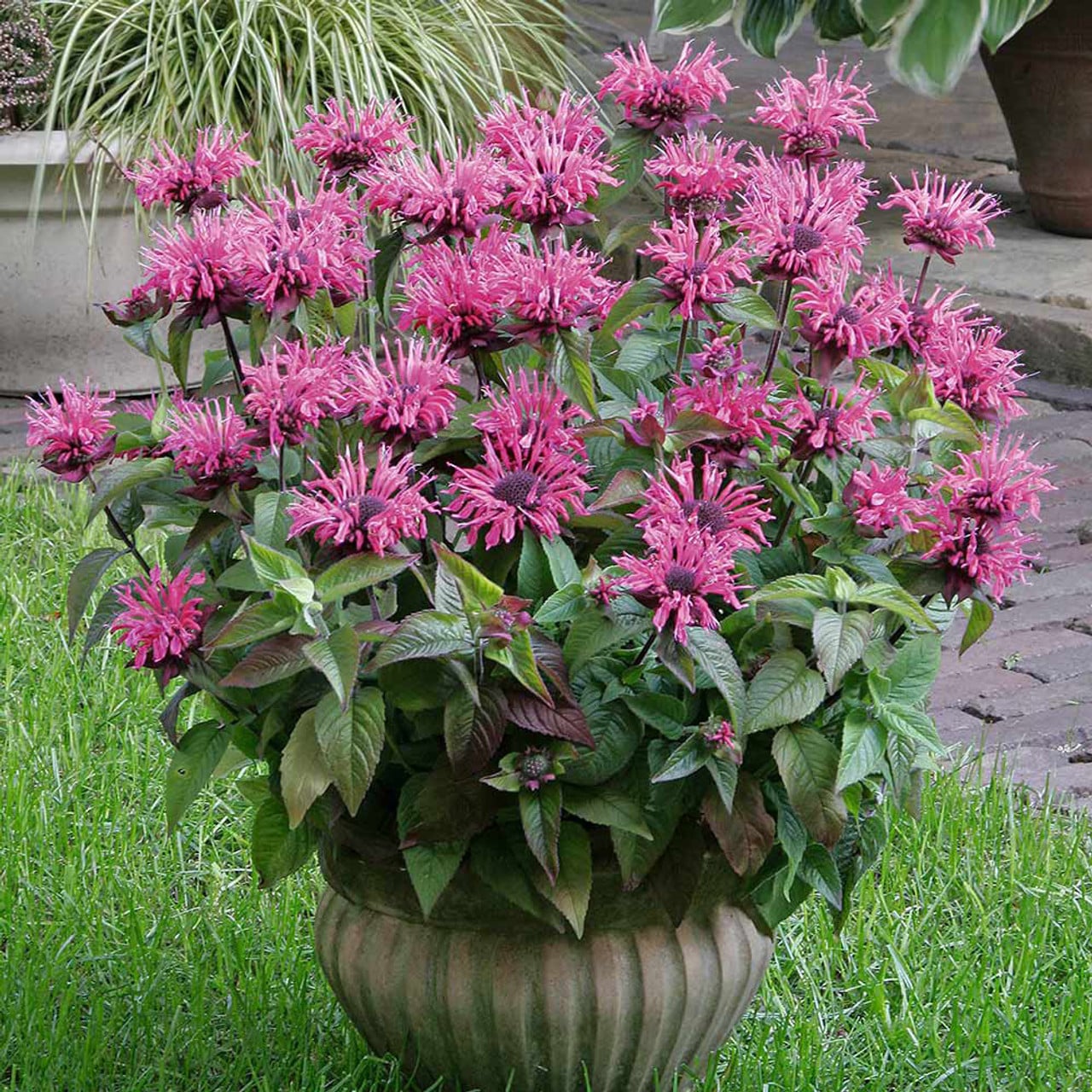 monarda pink 0009948 14253
