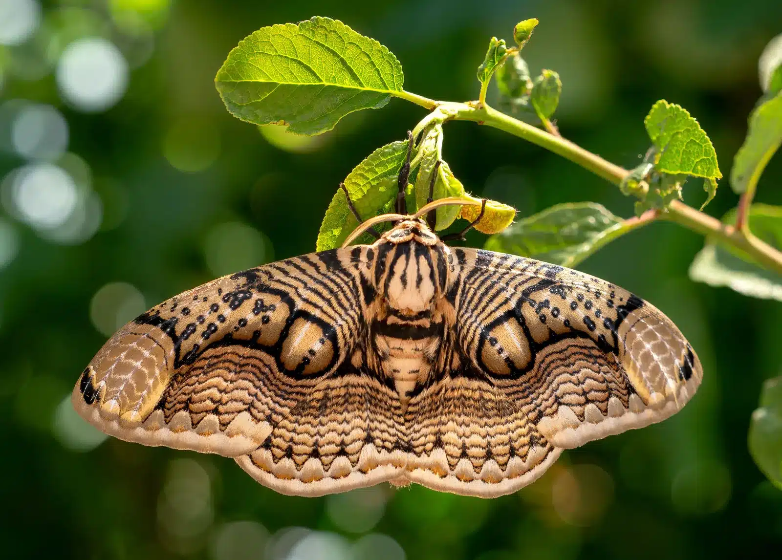 moth insect brahmaea hearseyi from asia