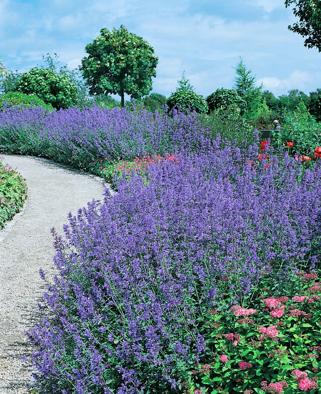 nepeta 8