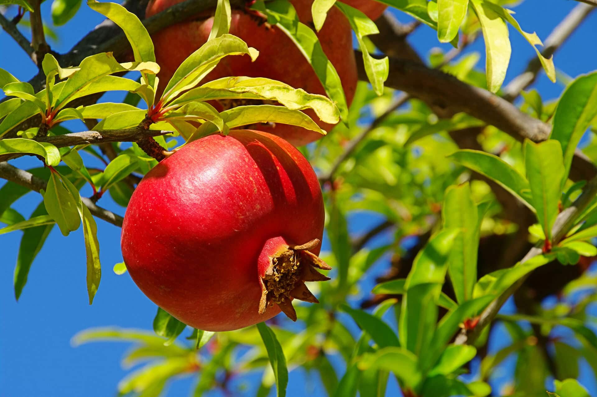 pomegranate