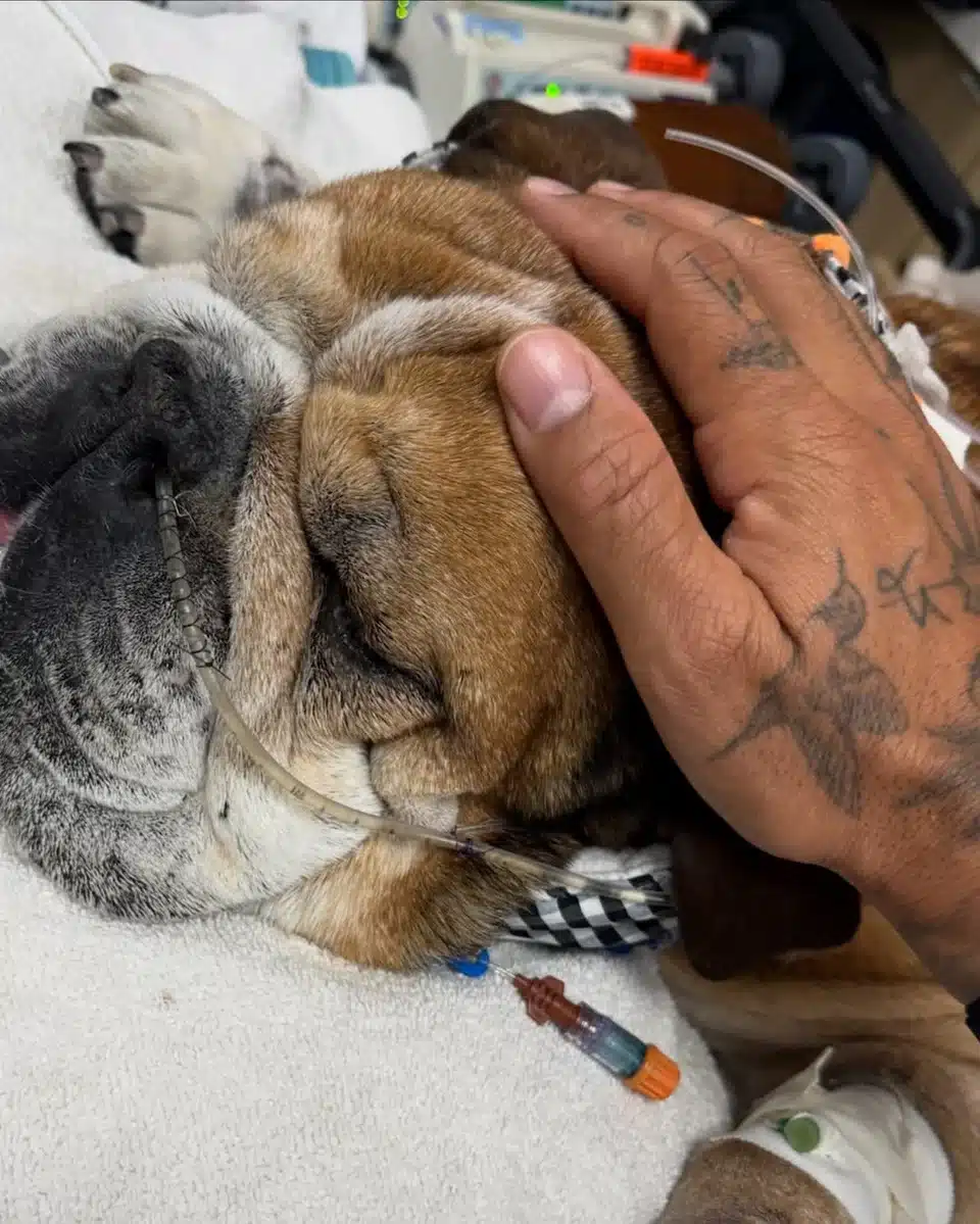 roscoe skilos lewis hamilton.jpg