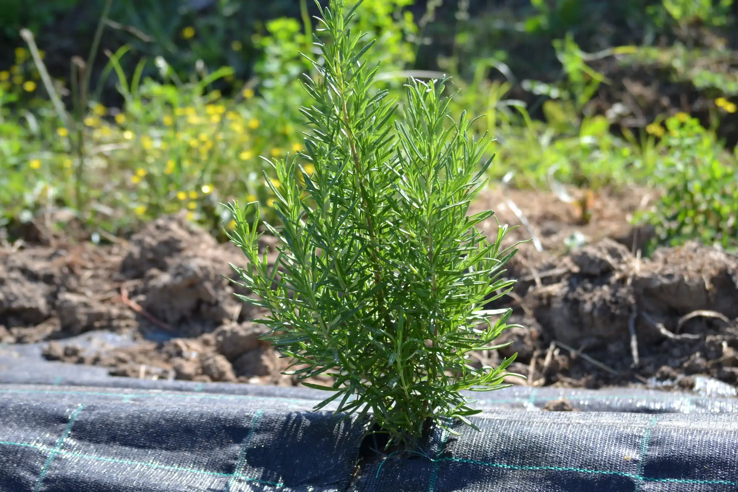 rosemary benefits scaled 1