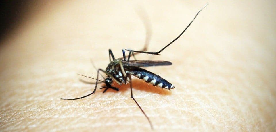 s3.gy .digital ypharmacy uploads asset data 21053 mosquito virus advice against virus transfer