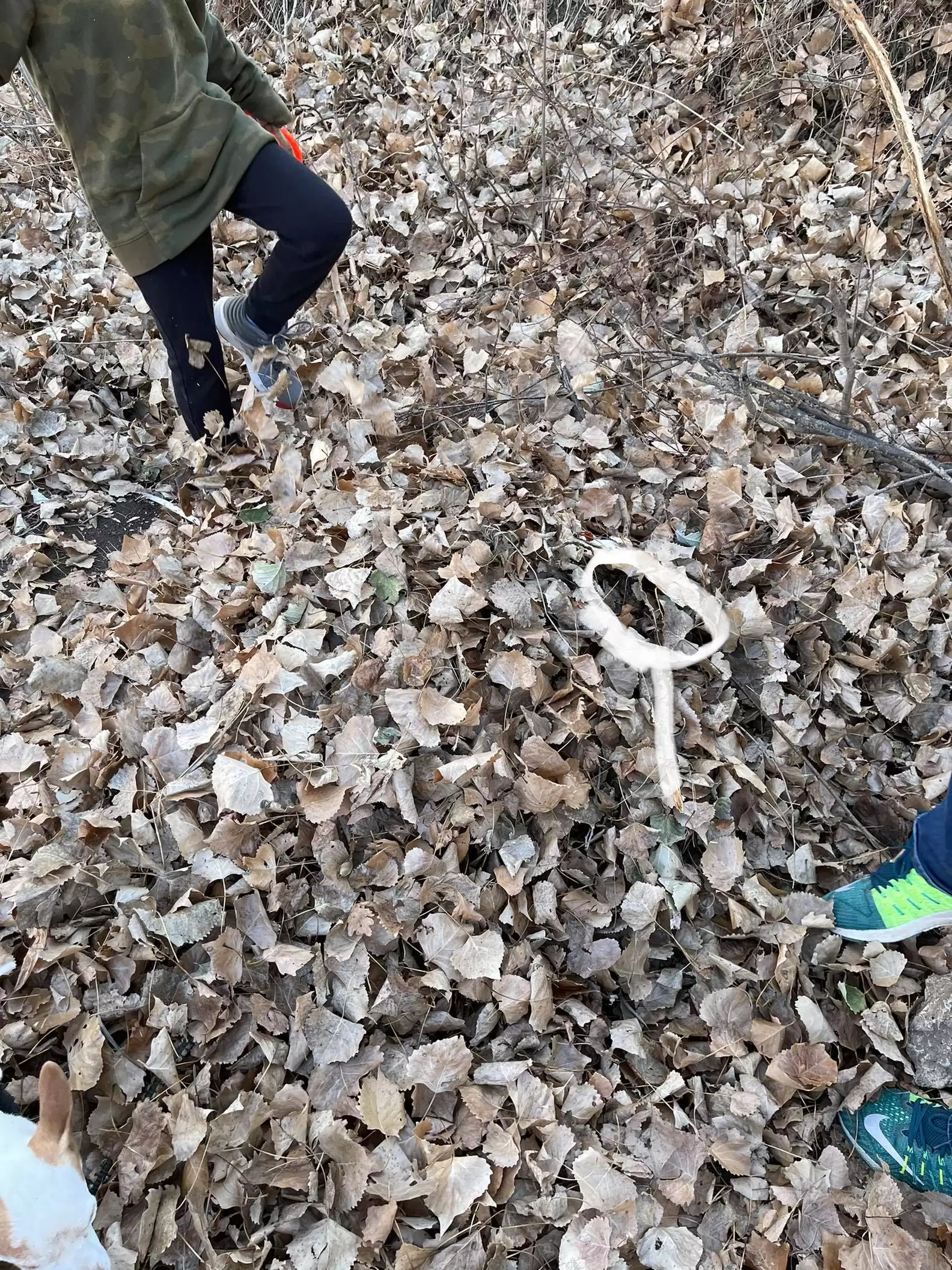 scale 4