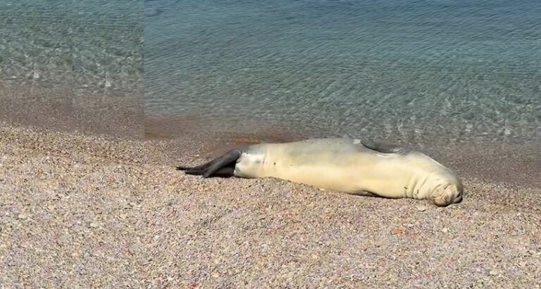 Σύμη: Φώκια κάνει ηλιοθεραπεία σε παραλία δίπλα στους λουόμενους