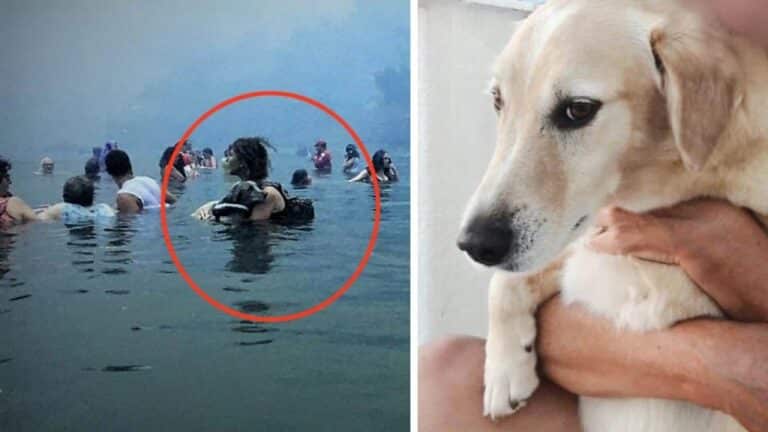 Αντίο Αμόρ! Πέθανε ο σκύλος – σύμβολο στη μεγάλη φωτιά στο Μάτι