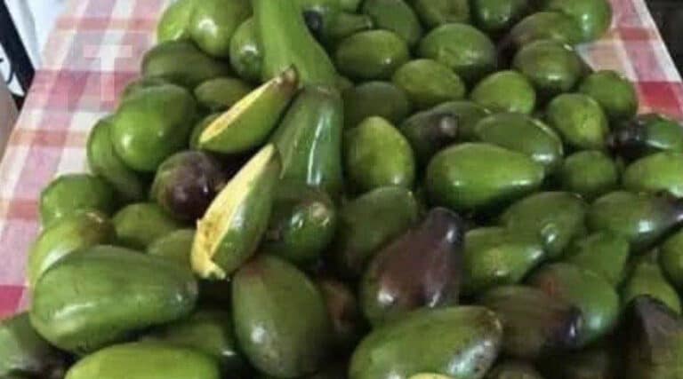 Οι γιατροί αποκαλύπτουν ότι η κατανάλωση αβοκάντο προκαλεί…