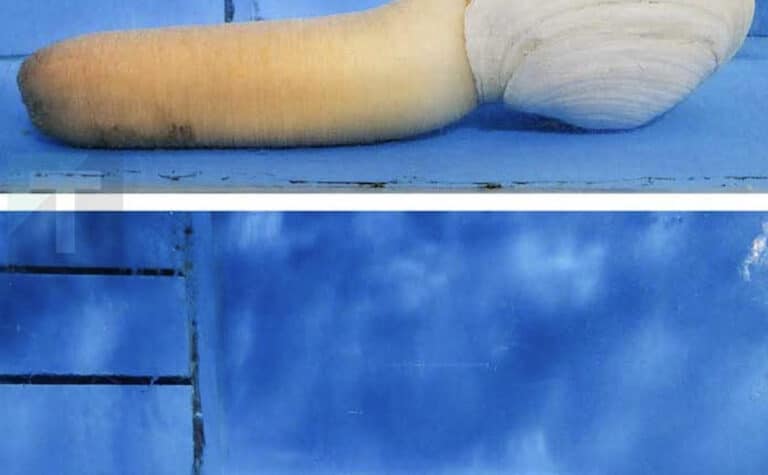 Εντόπισα το πιο περίεργο πράγμα σε μια δεξαμενή σε κινεζικό εστιατόριο. Τι είναι; Είναι πράγματι ασφαλές για κατανάλωση;