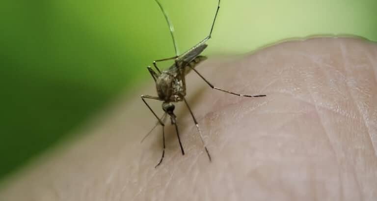 Ιός Δυτικού Νείλου: 75 τα κρούσματα – Σε ποιες περιοχές της χώρας έχουν εντοπιστεί