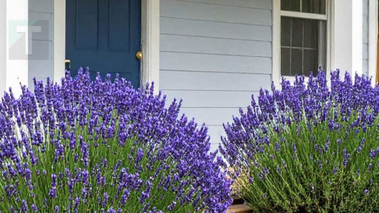 12 κορυφαία πολυετή ανθοφόρα φυτά που ανθίζουν ακόμα κι αν δεν τα φροντίζετε