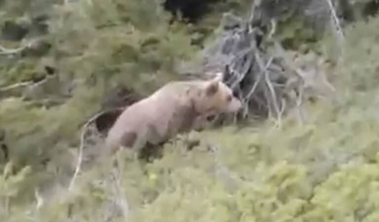 Δράμα: Συγκλονιστικό βίντεο από την επίθεση αρκούδας στον ορειβάτη