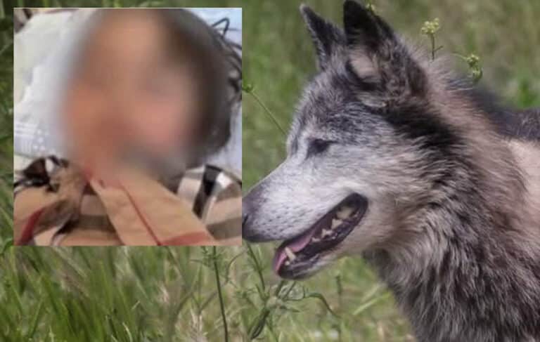 Χαλκιδική: Σοκάρουν τα τραύματα της 5χρονης που δέχθηκε επίθεση από λύκο σε παραλία