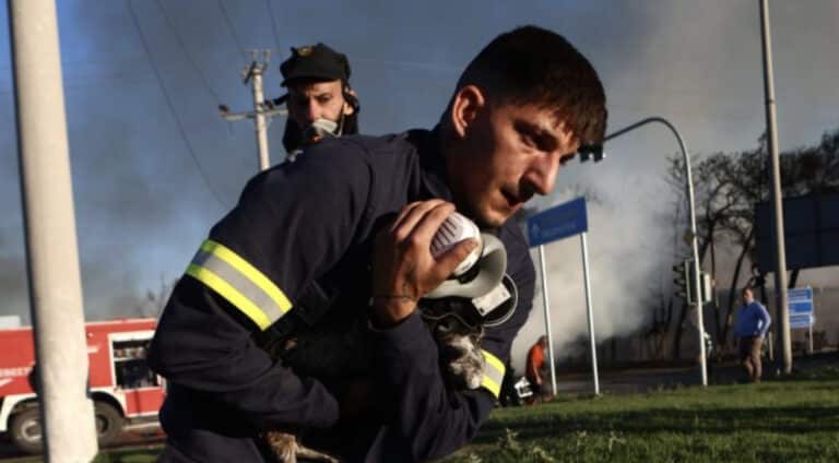 Πυροσβέστες έσωσαν γατάκια από τη φωτιά στο εργοστάσιο στο Μενίδι