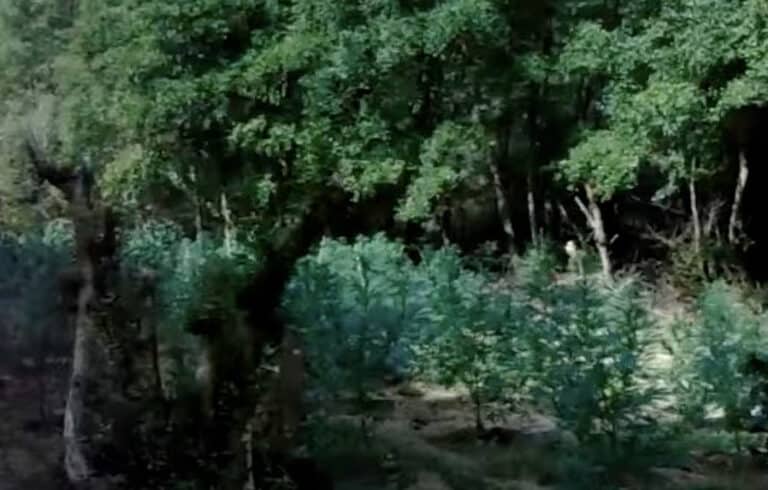 Γιγαντιαία φυτεία κάνναβης με 5.000 δενδρύλλια εντοπίστηκε στον Όλυμπο