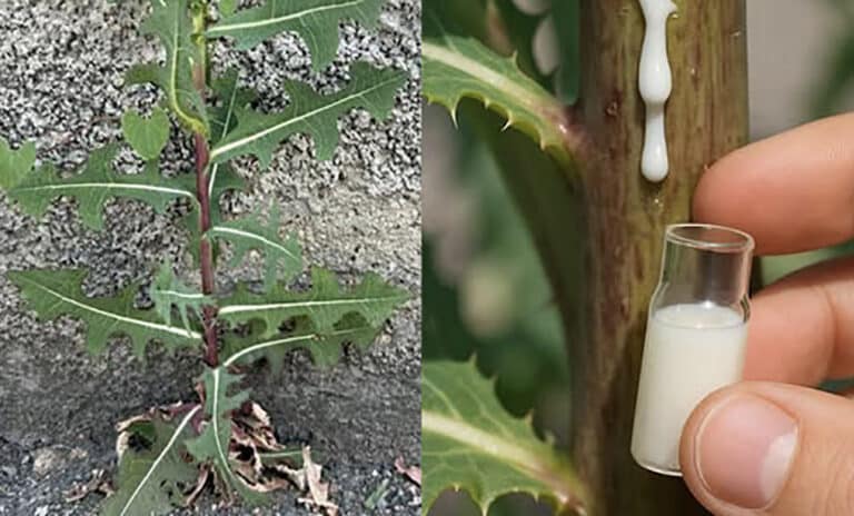 Τα 6 βασικά οφέλη αυτού του φυτού