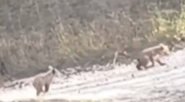 Γιατί κατεβαίνουν λύκοι, αρκούδες, αγριογούρουνα στις πόλεις;