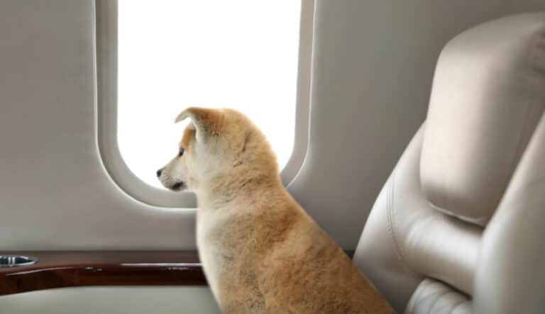 Οι σκύλοι θα έχουν το δικό τους κάθισμα στο αεροπλάνο