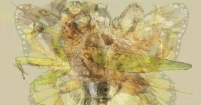 Το ζώο που είδατε πρώτο αποκαλύπτει ακριβείς πληροφορίες για την προσωπικότητά σας