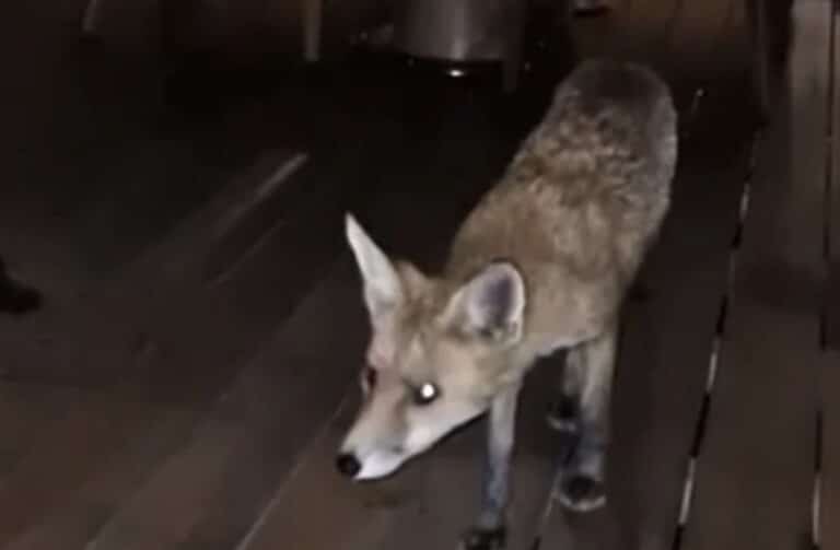 Αλεπού σε εστιατόριο ξενοδοχείου, κυκλοφορούσε ανάμεσα στα τραπέζια στη Γλυφάδα