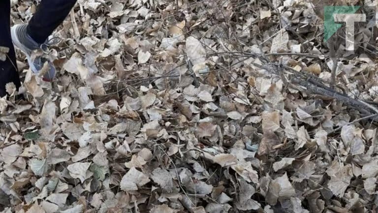 Κανείς δεν μπορεί να βρει τον σκύλο σε αυτή τη φωτογραφία που ψάχνει απλά το κλαδί του