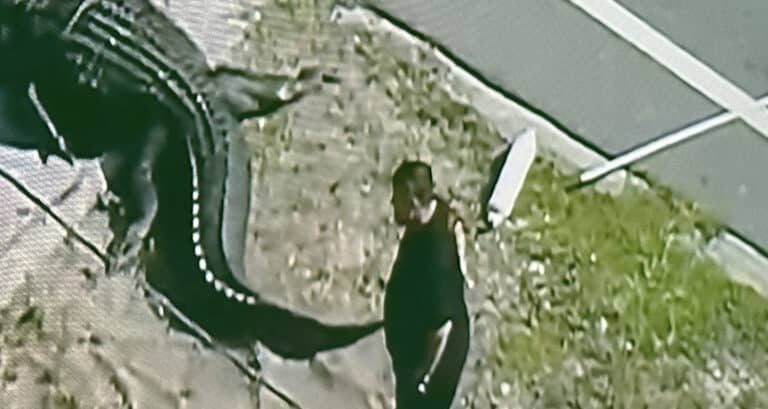 Τρομακτικά πλάνα – Αλιγάτορας μόλις έχει κατασπαράξει 41χρονη μητέρα