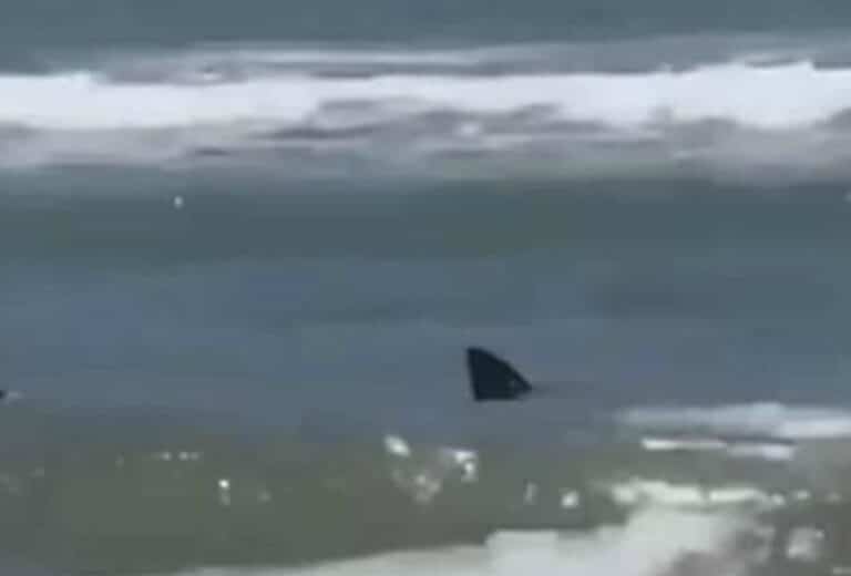 Τpομακτικό βίντεο: Καρχαρίας επιτέθηκε σε λουόμενους – «Βάφτηκε» κόκκινη η θάλασσα
