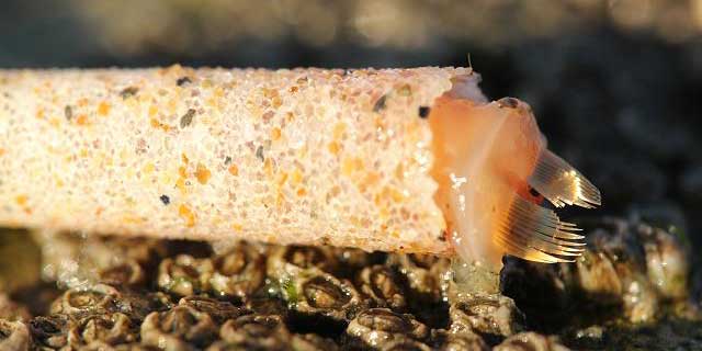 trumpetworm df