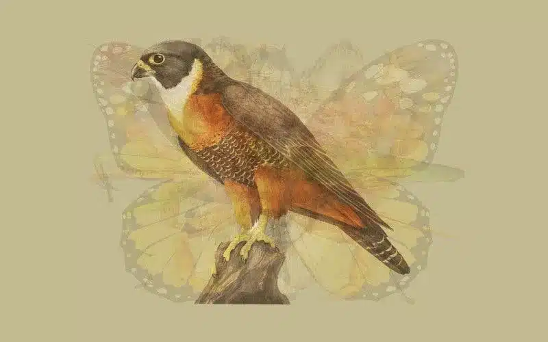 un aigle